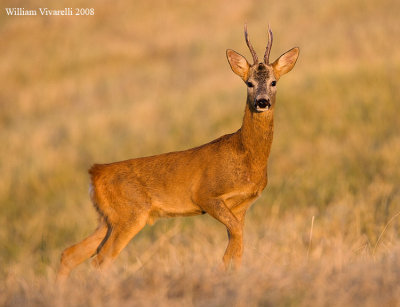 Capriolo (Capreolus capreolus)