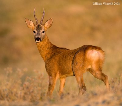 Capriolo (Capreolus capreolus)