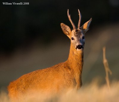 Capriolo (Capreolus capreolus)