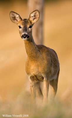 Capriolo (Capreolus capreolus)