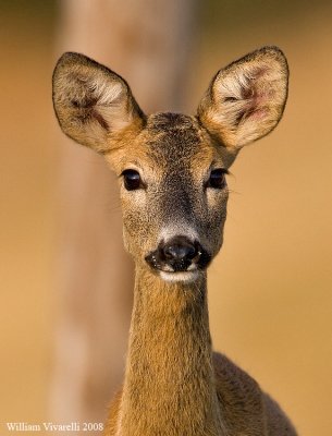 Capriolo (Capreolus capreolus)