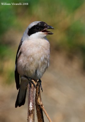 Averla cenerina (Lanius minor)