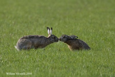 Lepre comune (Lepus europaeus)