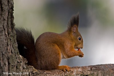 Scoiattolo (Sciurius vulgaris)