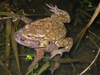 rospoBufo bufo.jpg