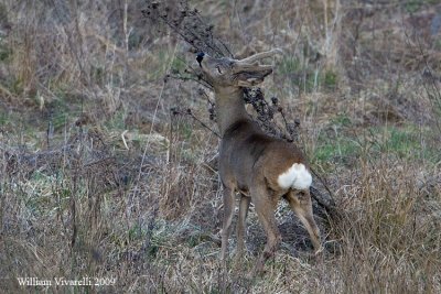 Capriolo (Capreolus capreolus)