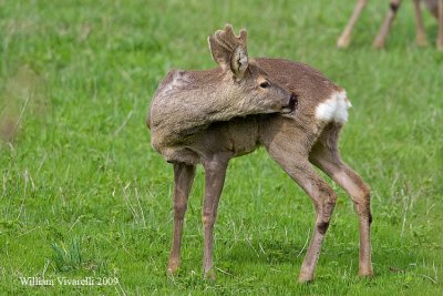 Capriolo (Capreolus capreolus)