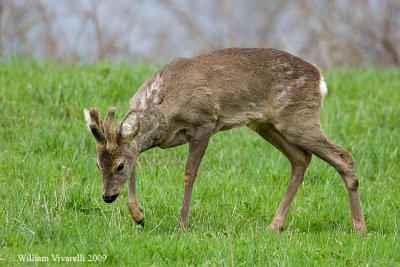 Capriolo (Capreolus capreolus)