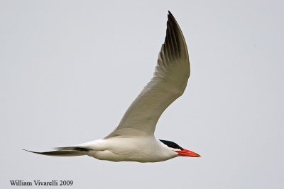 Sterna maggiore (Sterna caspia)