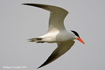 Sterna maggiore (Sterna caspia)