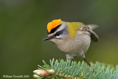 Fiorrancino (Regulus ignicapilla)