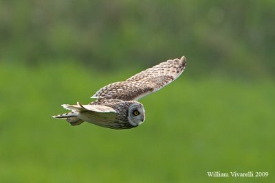 Gufo di palude (Asio flammeus)
