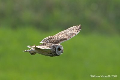 Gufo di palude  (Asio flammeus)