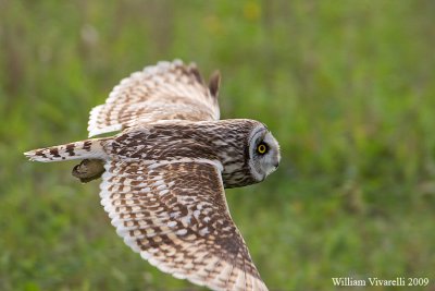 Gufo di palude  (Asio flammeus)