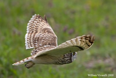 Gufo di palude  (Asio flammeus)