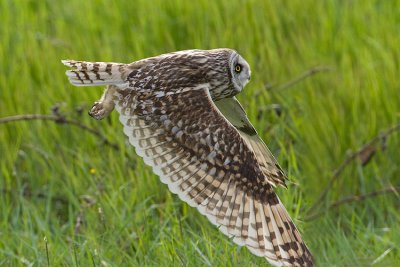Gufo di palude (Asio flammeus)