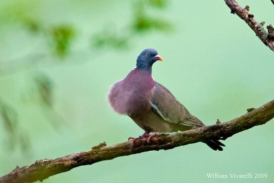 Colombaccio (Columba palumbus)