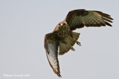 Poiana (Buteo buteo)