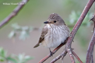 Pigliamosche (Muscicapa striata)