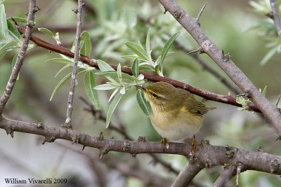 Lu piccolo  (Phylloscopus collybita)