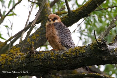 Falco cuculo (Falco vespertinus)