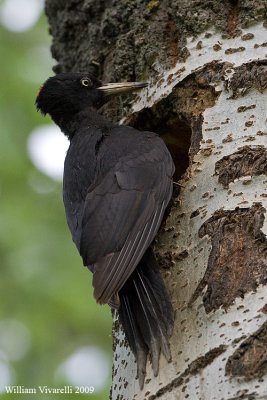 Picchio nero (Dryocopus martius) 