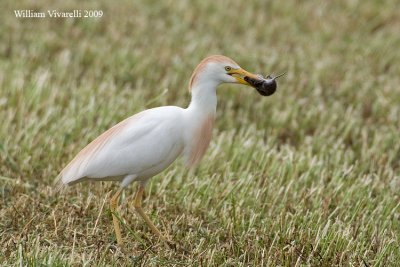 Airone guardabuoi  (Bubulcus ibis)