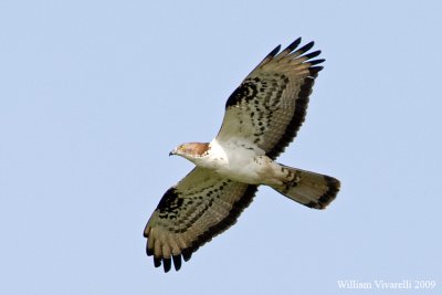 Falco pecchiaiolo (Pernis apivorus)