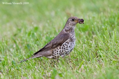 Tordela (Turdus viscivorus)