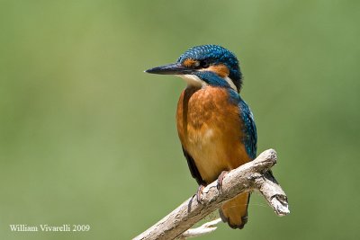 Martin pescatore (Alcedo atthis)  