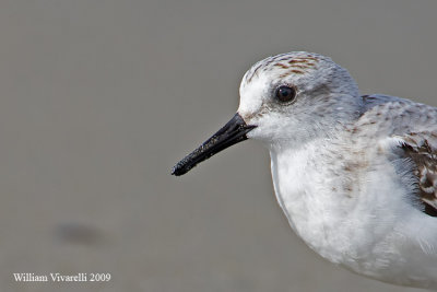 Piovanello tridattilo (Calidris alba)  