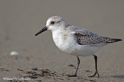 Piovanello tridattilo (Calidris alba)  