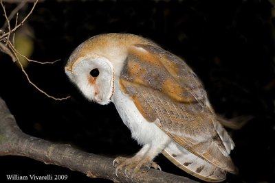 Barbagianni (Tyto alba)