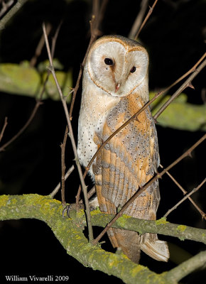 Barbagianni (Tyto alba)