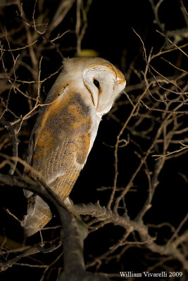 Barbagianni (Tyto alba)