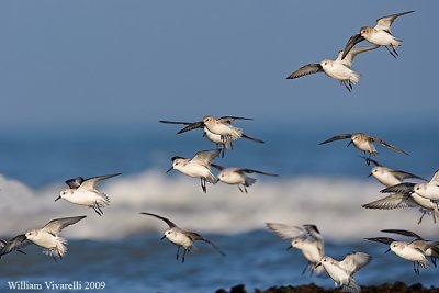 Piovanello tridattilo (Calidris alba)  