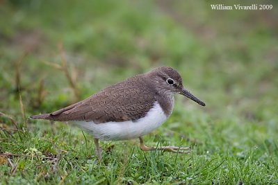 Piro piro piccolo (Tringa hypoleucos)