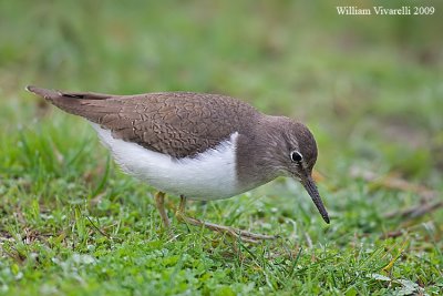 Piro piro piccolo (Tringa hypoleucos)