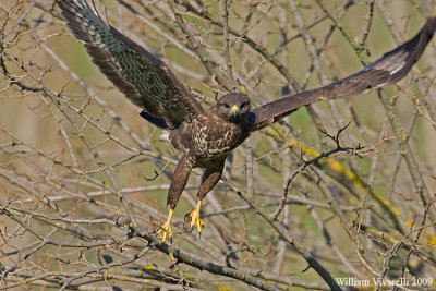 Poiana (Buteo buteo)