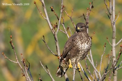 Poiana (Buteo buteo)