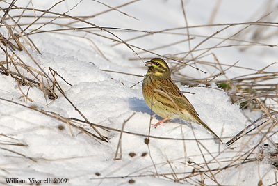 Zigolo nero  (Emberiza cirlus )