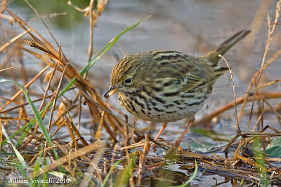 Pispola (Anthius pratensis)