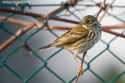 Pispola (Anthius pratensis)