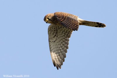 Gheppio (Falco tinunculus)