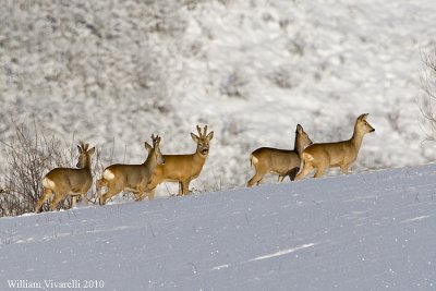 Capriolo (Capreolus capreolus)