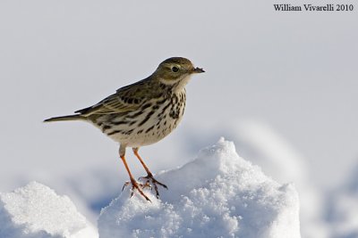 Pispola (Anthius pratensis)