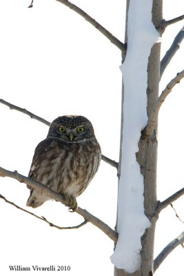 Civetta (Athena noctua)