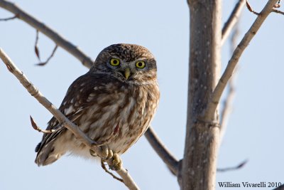 Civetta (Athena noctua)