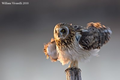 Gufo di palude  (Asio flammeus)