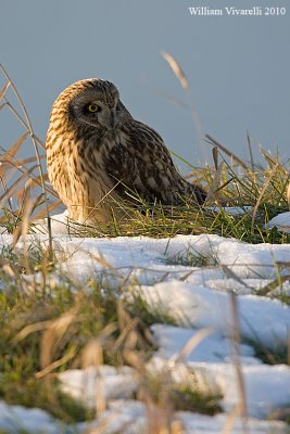 Gufo di palude (Asio flammeus)